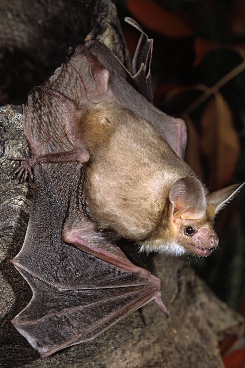 Bat Appreciation Day: Pallid Bat